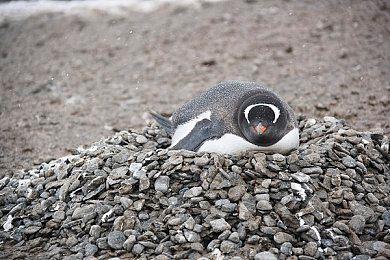 TGA：《艾尔登法环》新预告 新老婆出现了！